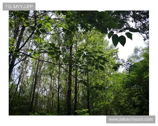 尊龙凯发人生就是在搏：如何在游戏中培养坚韧不拔的精神与应对挑战的能力